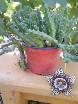 Fénykép 0182  dög kaktusz