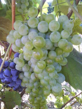 Fénykép 0190  Direkt termő szőlő