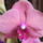 Orchideak-005_1237356_7531_t