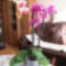 virágzó orchideák 10