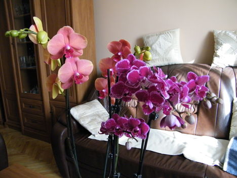 virágzó orchideák 11