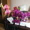virágzó orchideák 11