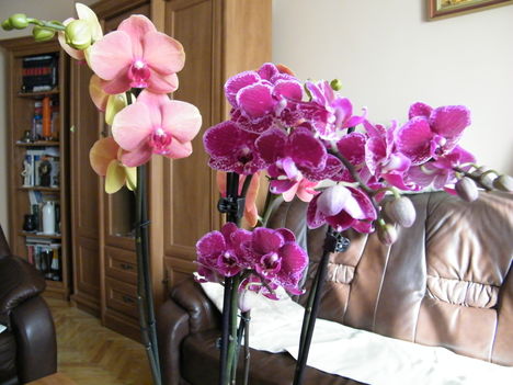 virágzó orchideák 12