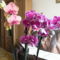virágzó orchideák 12