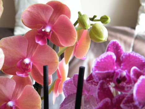 virágzó orchideák 13