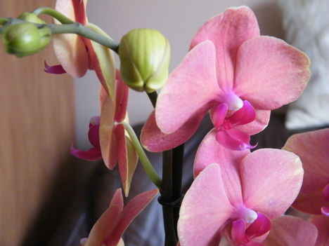 virágzó orchideák 14