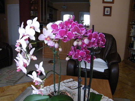 virágzó orchideák 15