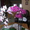 virágzó orchideák 15