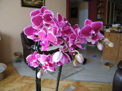 virágzó orchideák 1