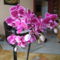 virágzó orchideák 1