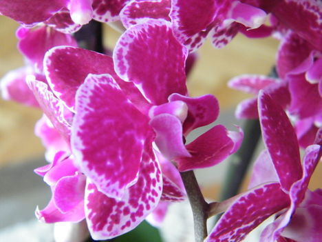 virágzó orchideák 2