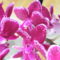 virágzó orchideák 3