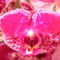 virágzó orchideák 4