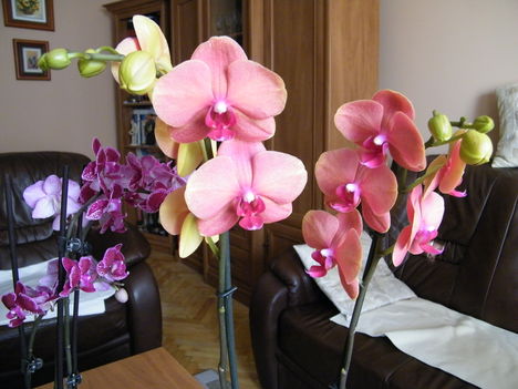virágzó orchideák 5