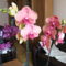 virágzó orchideák 5