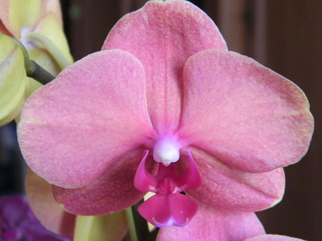 virágzó orchideák 7