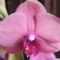 virágzó orchideák 7