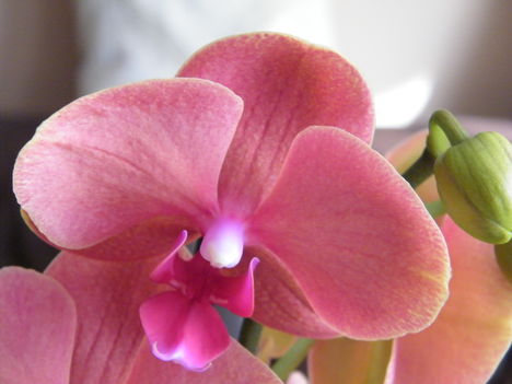 virágzó orchideák 8