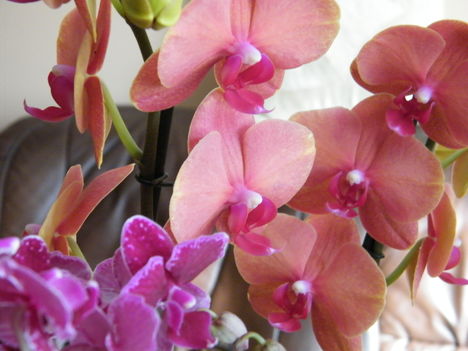 virágzó orchideák 9