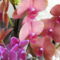 virágzó orchideák 9