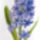 Hyacinth_1238286_1618_t