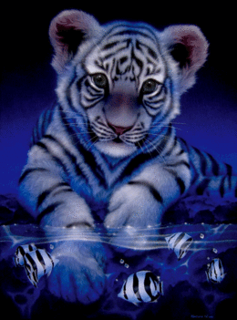 RAJZ white-baby-tiger-lyt-1