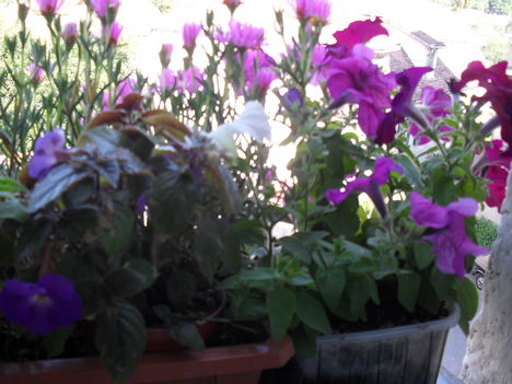 Achimenes,Petunia,Szegfuvecske