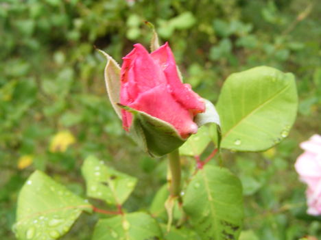Egy  rózsa bimbó