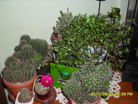 Kaktuszaim,Folyoka