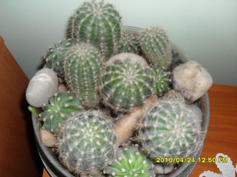 Kaktusztal