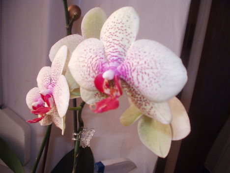  Lepke orchideák 1