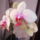 Lepke_orchideak_1_1239862_9518_t