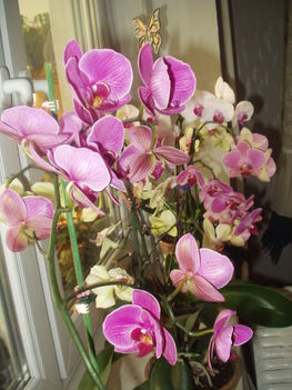  Lepke orchideák 2