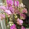  Lepke orchideák 2