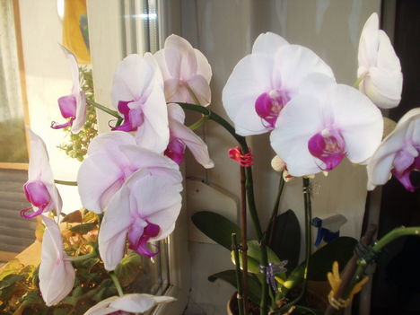  Lepke orchideák 3