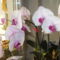  Lepke orchideák 3