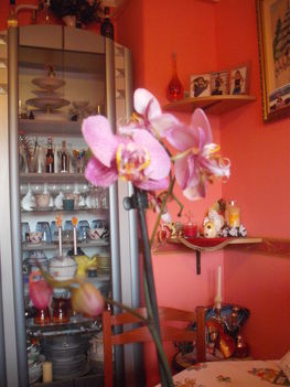 orchidea 005