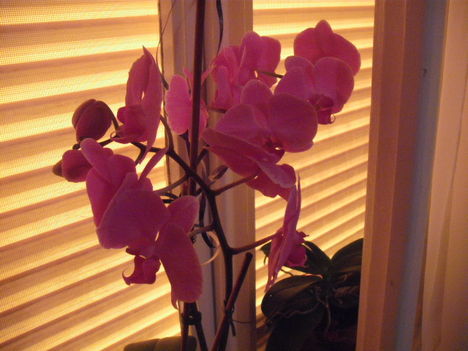 orchidea 012