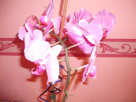 orchidea 014