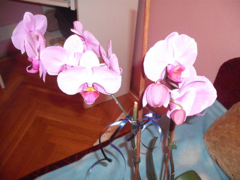 orchidea 017