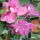 Orchideea-001_1239010_1693_t