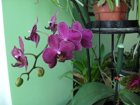 Orchideea