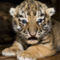 BABA tiger-infant