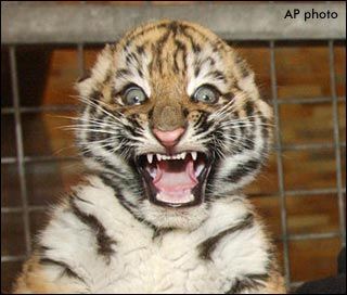 Baby_tiger_surprised_face