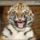 Baby_tiger_surprised_face_1230239_8048_t