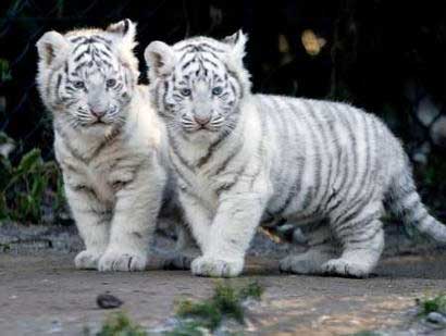 baby_tigers