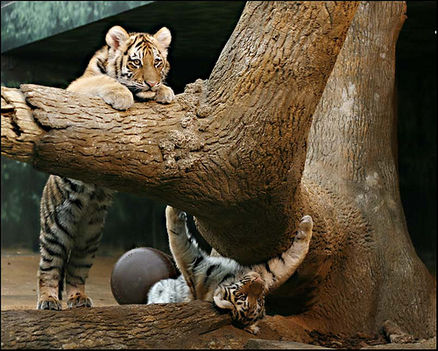 baby-tigers