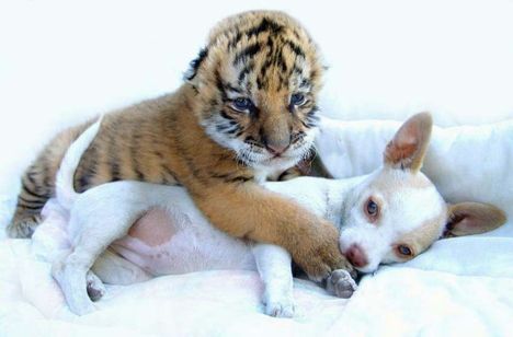 BARAT baby-tiger-baby-dog