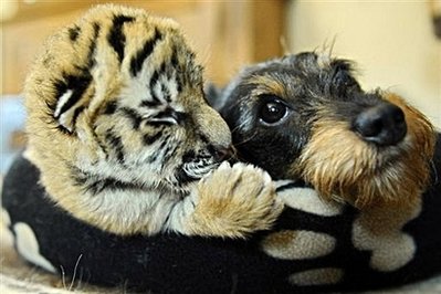 BARAT Dachshund_with_baby_tiger