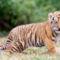 cute-baby-tiger-for--2018659741